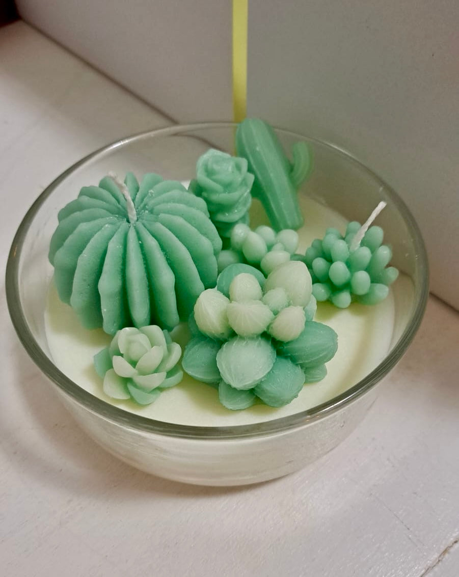 COMPOSIZIONE PIANTINE GRASSE